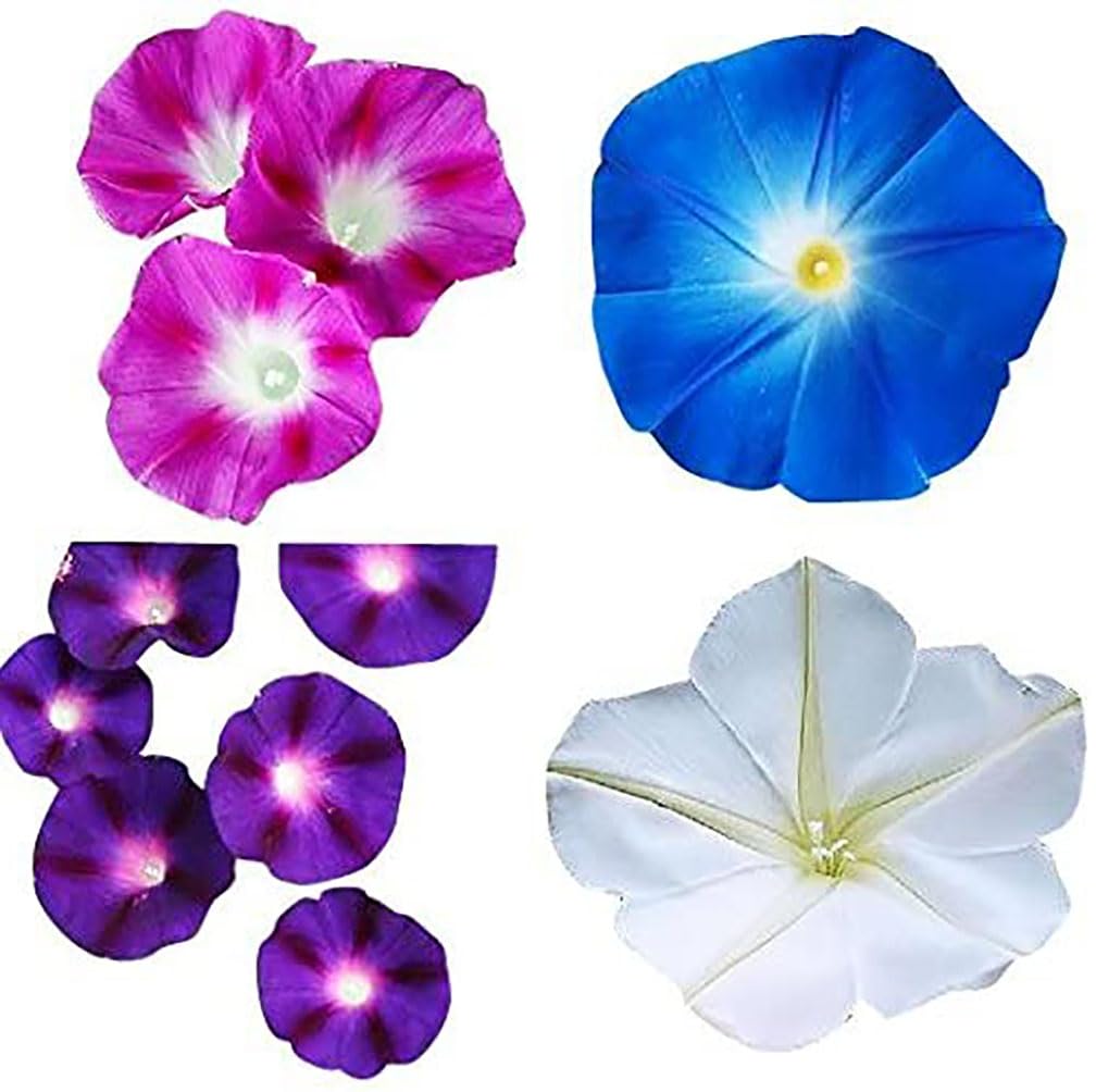 Amazon.com : Mixed Morning Glory Seeds for Planting – Blue, Purple